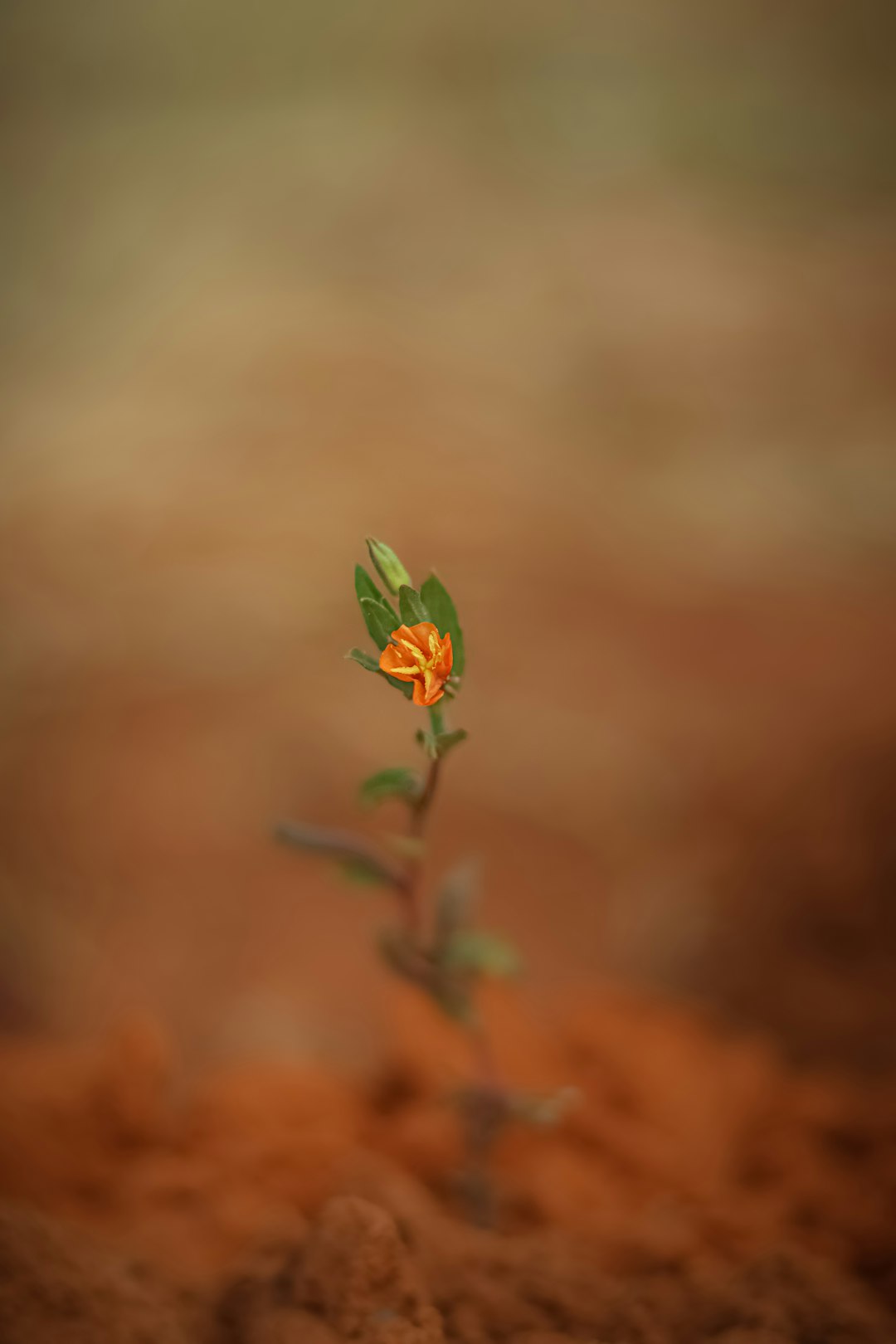 A small orange flower growing out of the ground