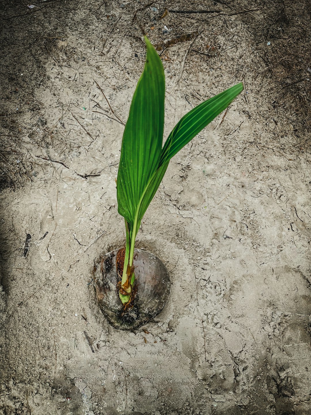a green plant is growing out of a rock