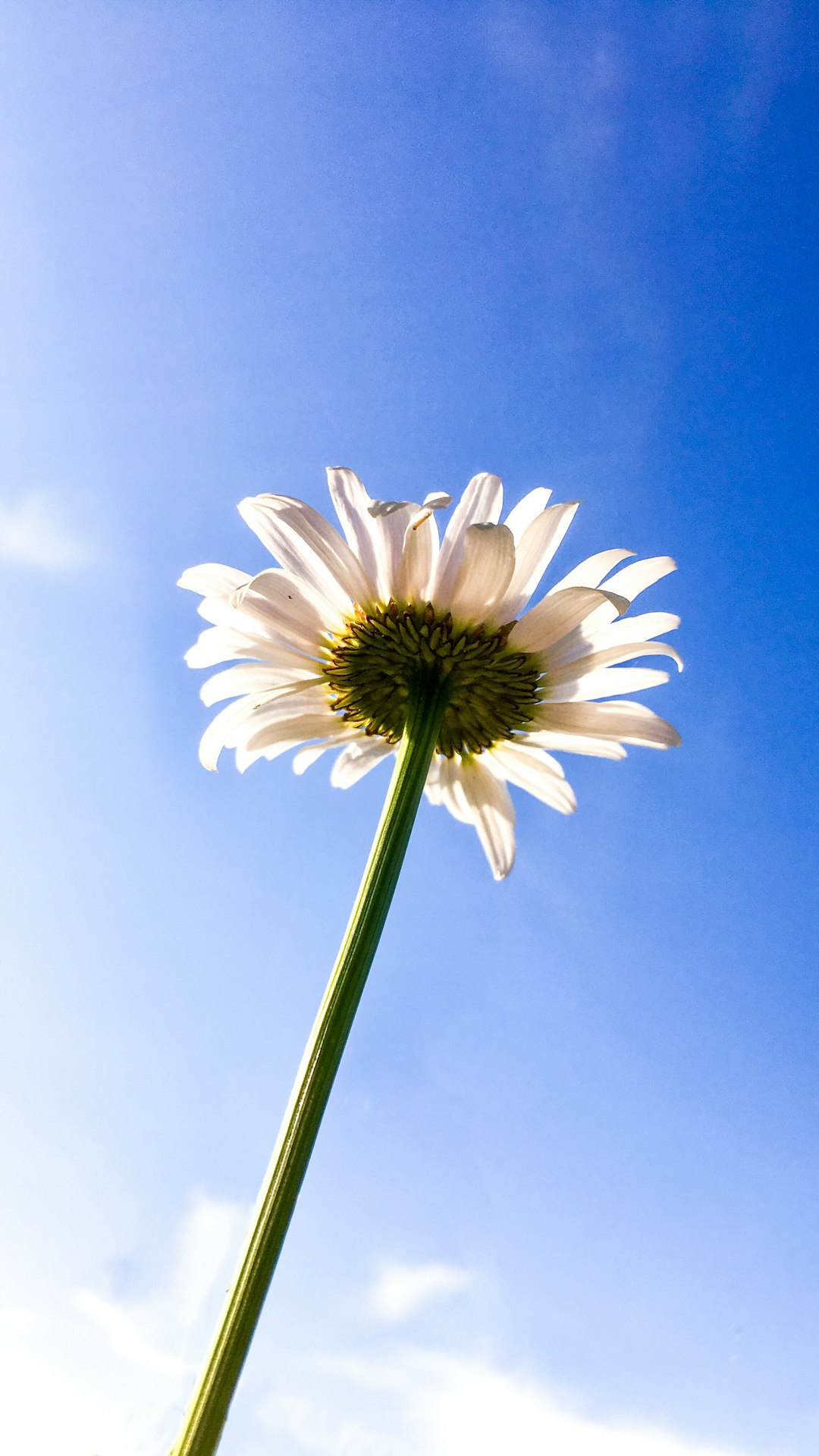 photo of white flowers