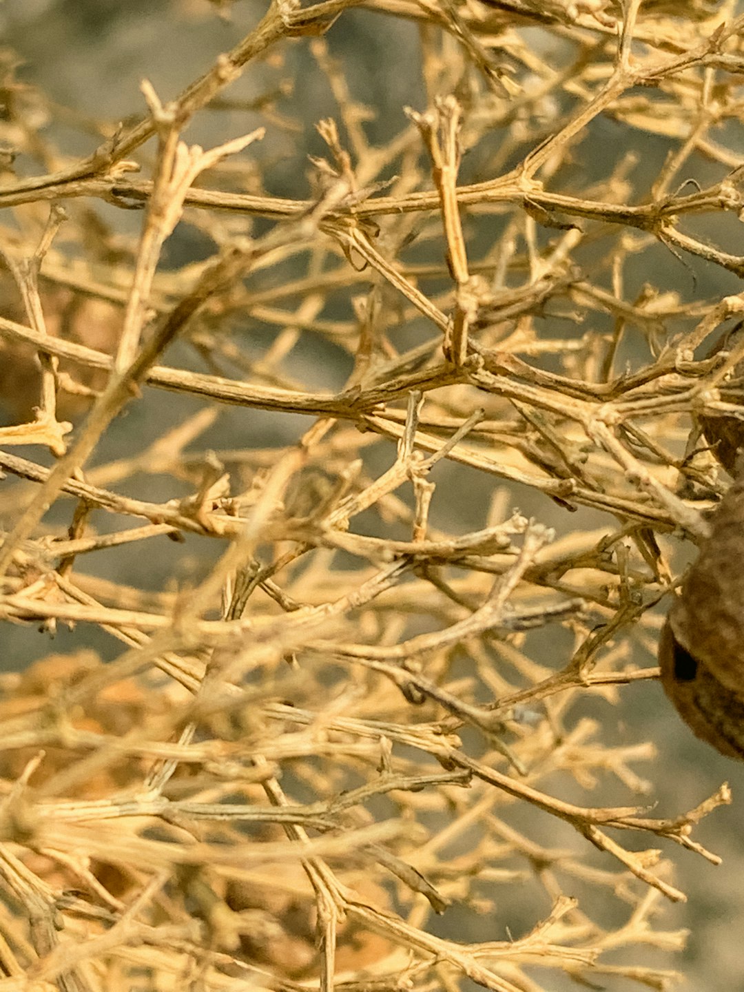 a small bird perched on top of a dry tree