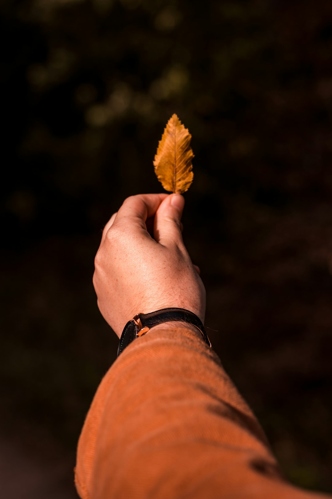 person holding brown leaf