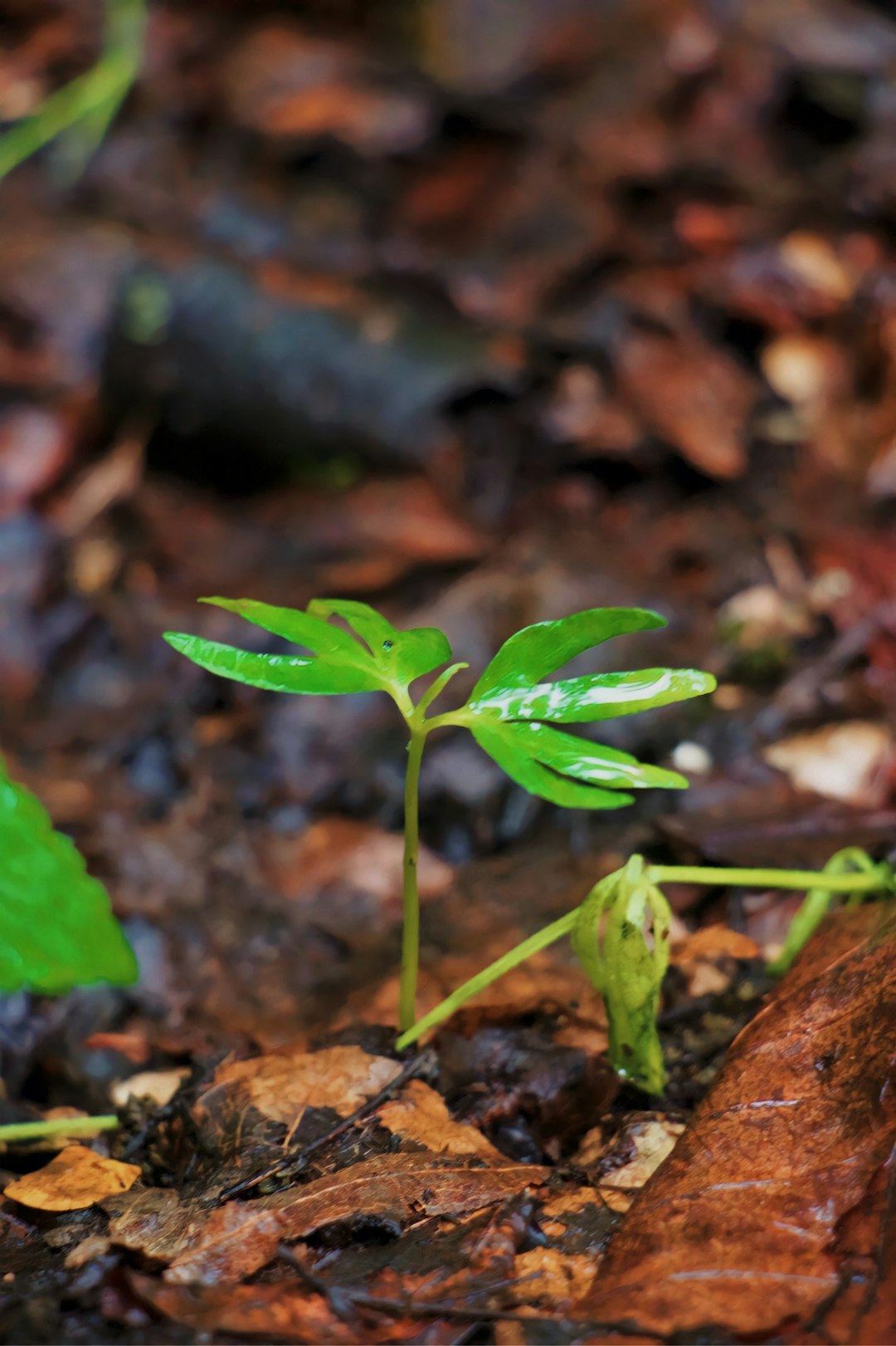 a small green plant sprouts from the ground
