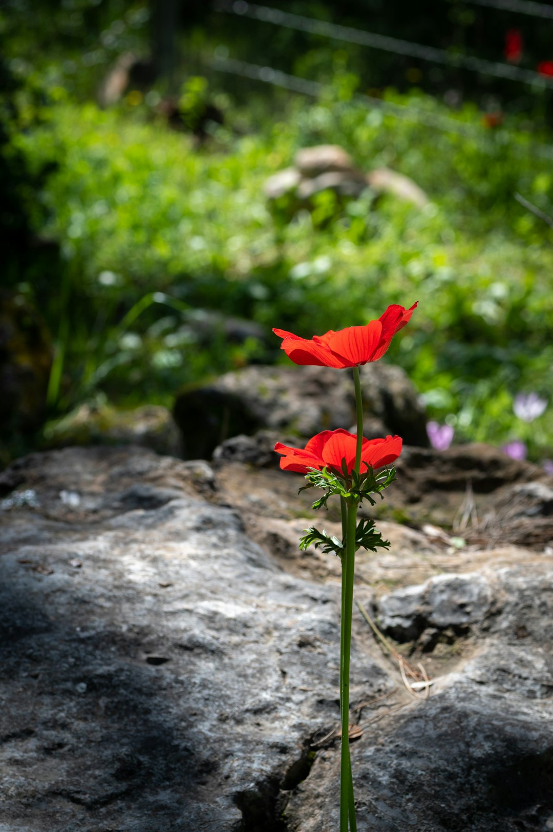 red flower on gray rock