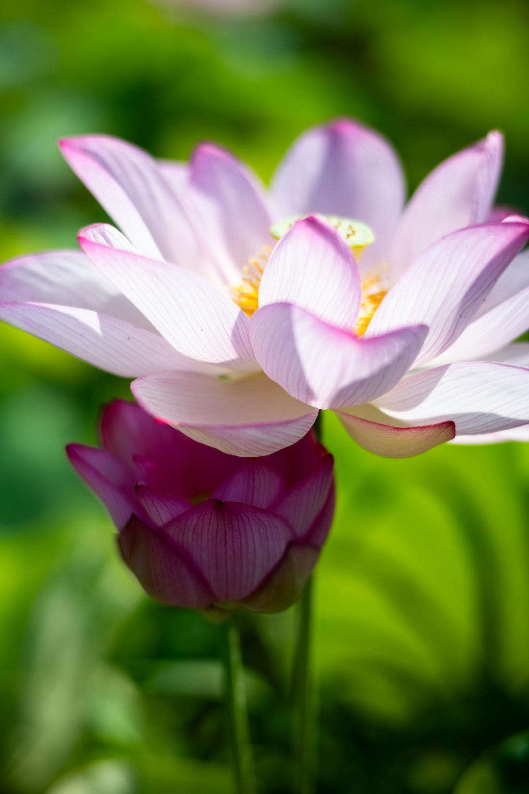 Beautiful lotus flowers bloom in the sunlight.