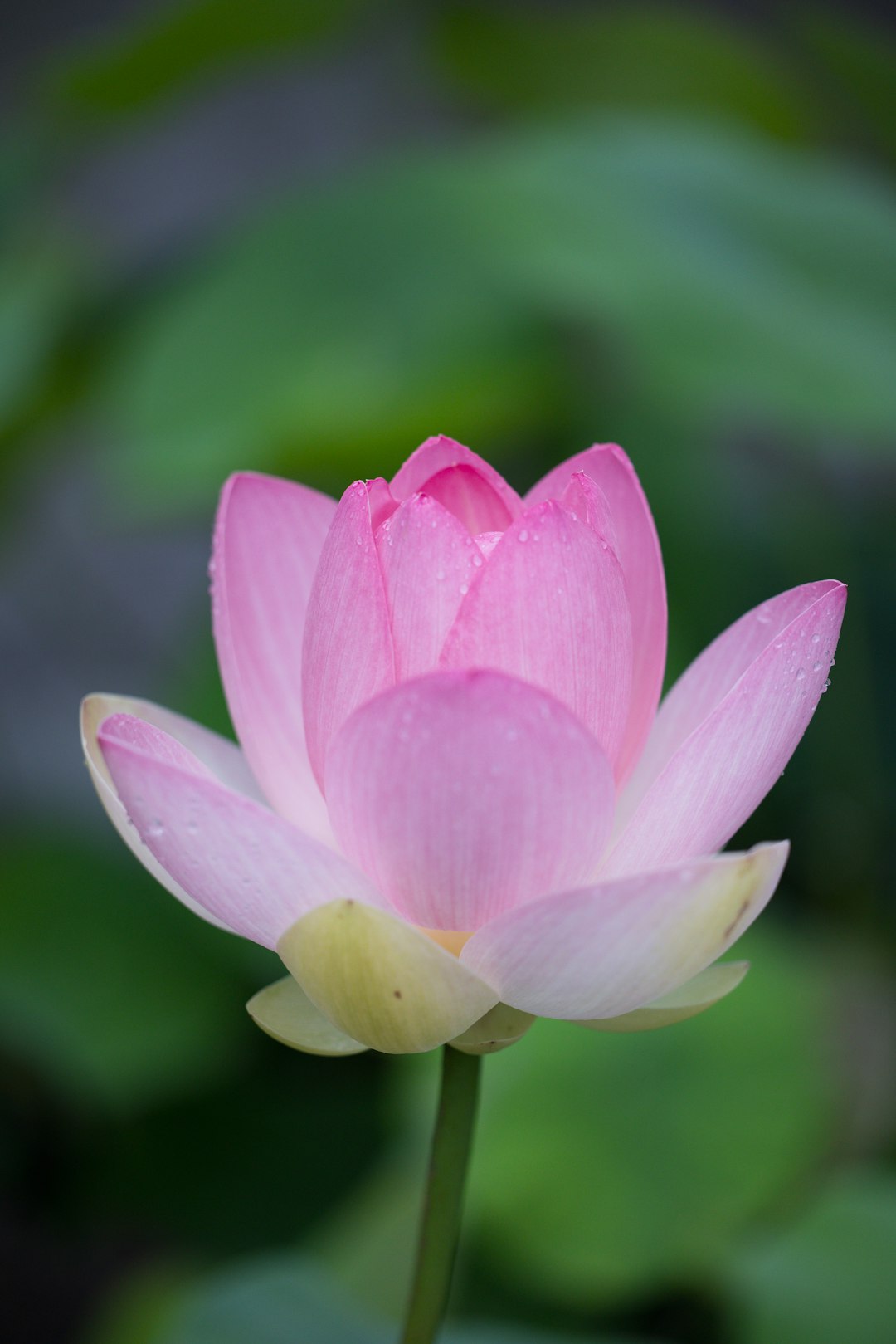 A pink flower with green leaves in the background