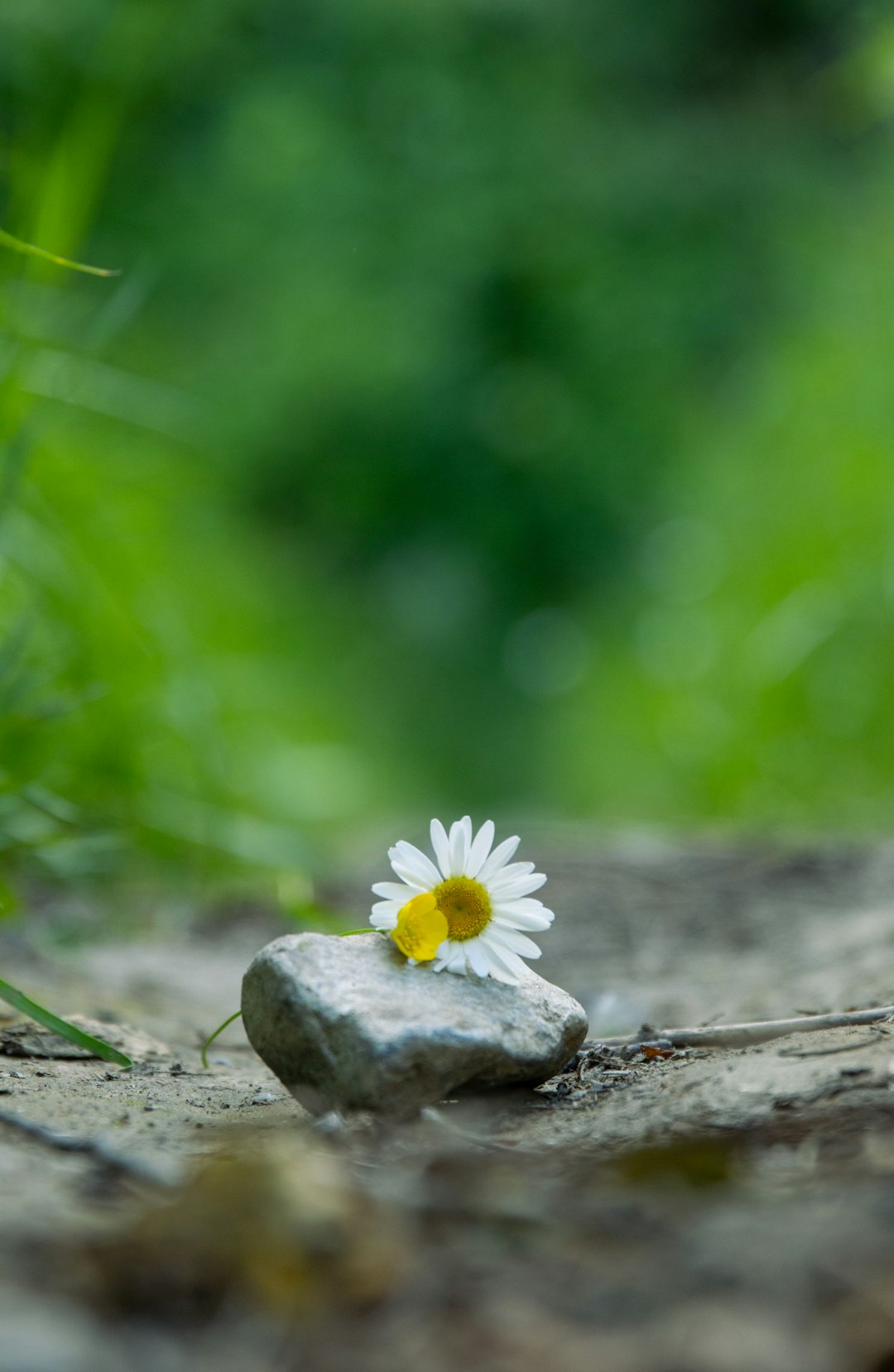 A small white flower sitting on top of a rock