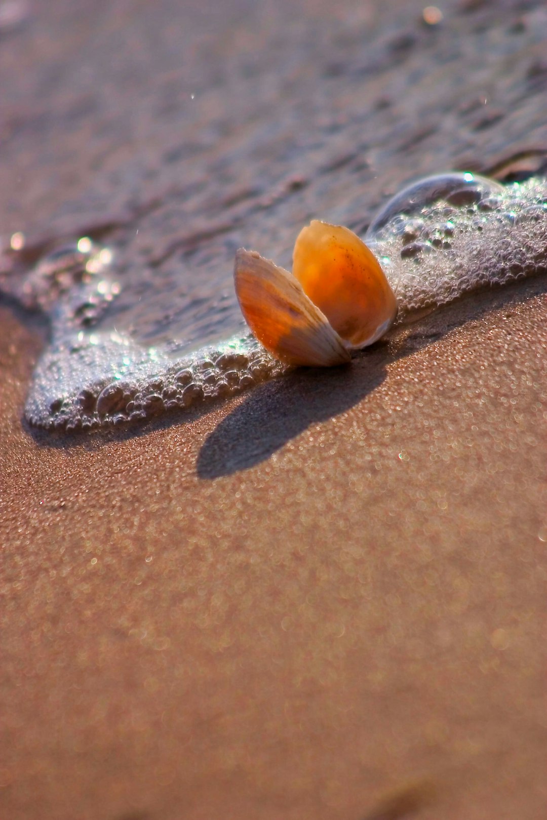 a shell on the sand of a beach