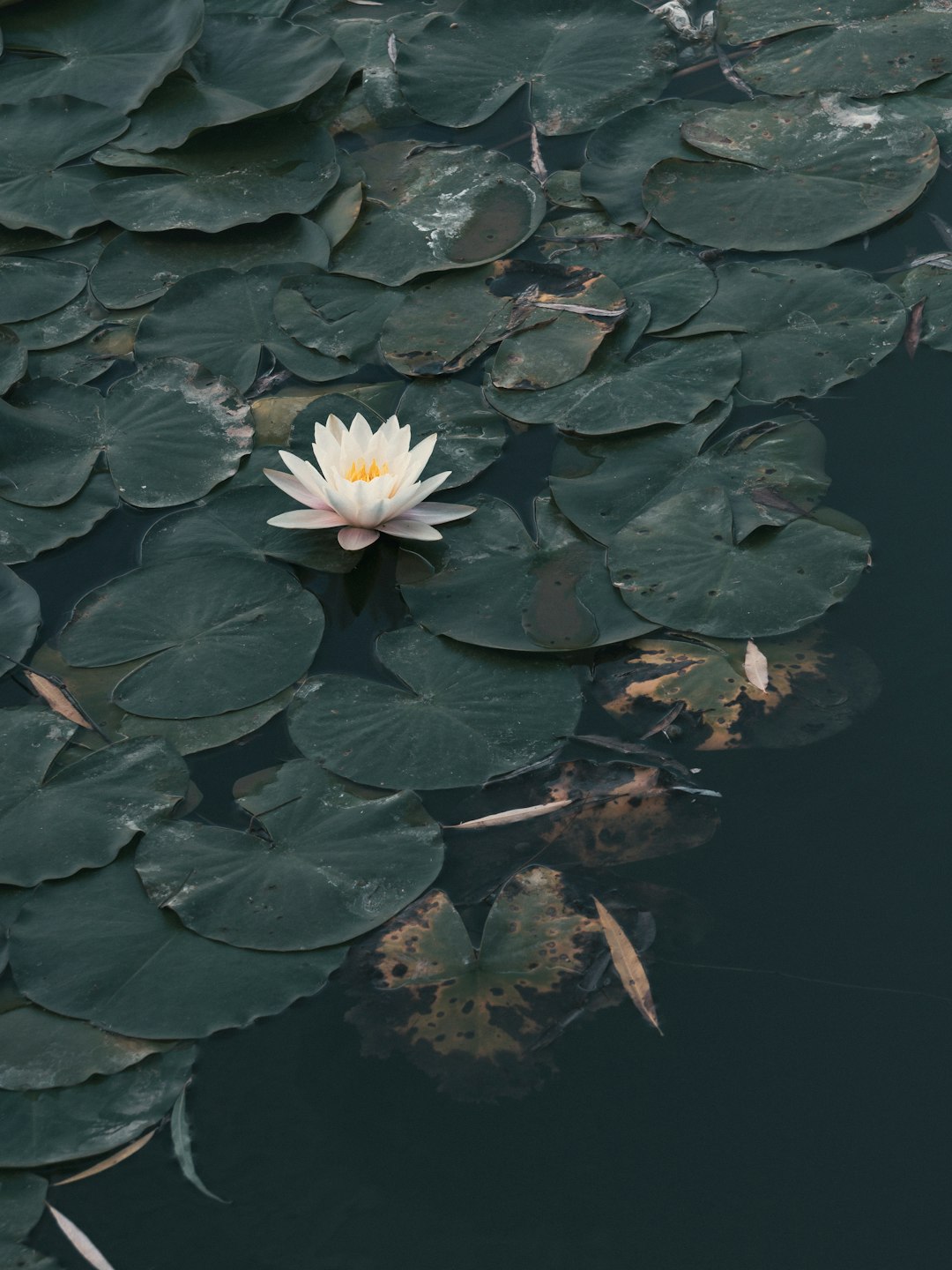 a flower floating on water