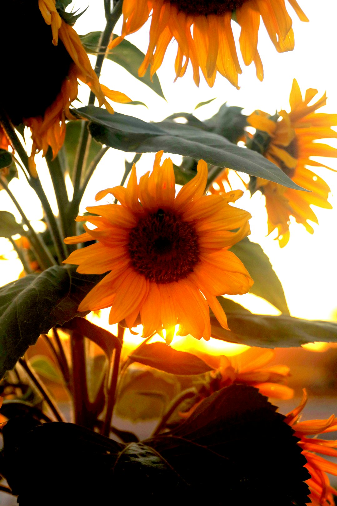 a vase filled with yellow sunflowers on top of a table