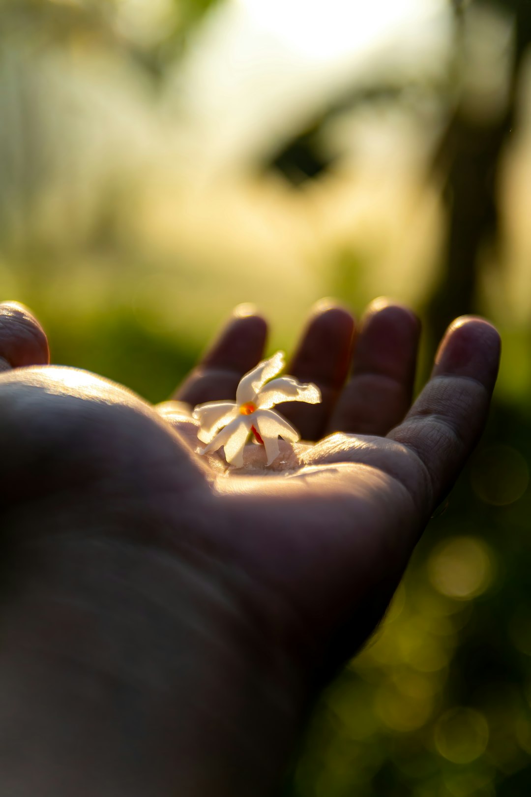 A person holding a small flower in their hand