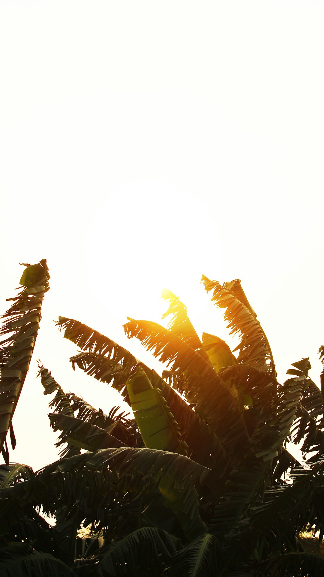 the sun is shining through the leaves of a tree