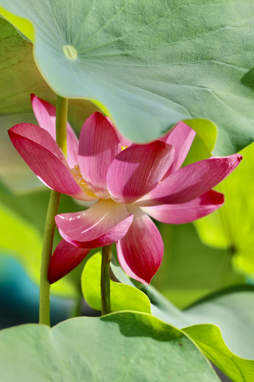 pink and white flower in macro shot